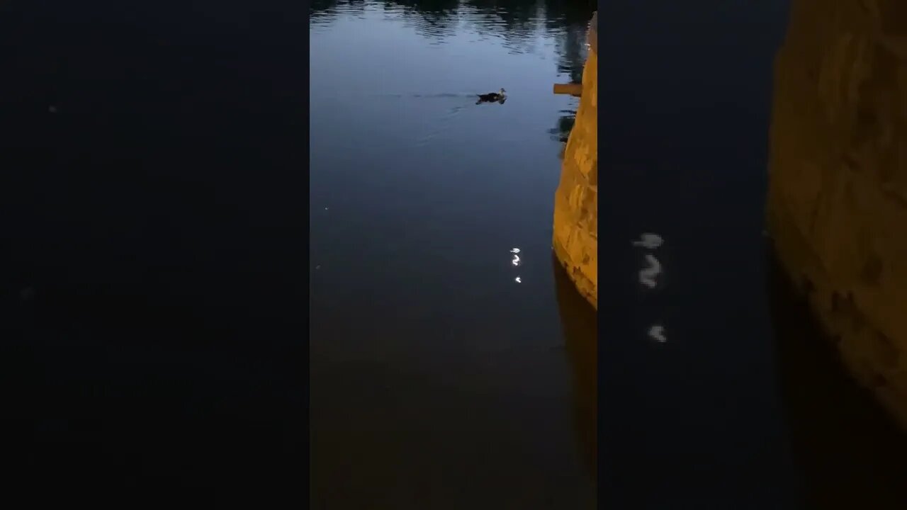 Duck In Pond At Night #shorts