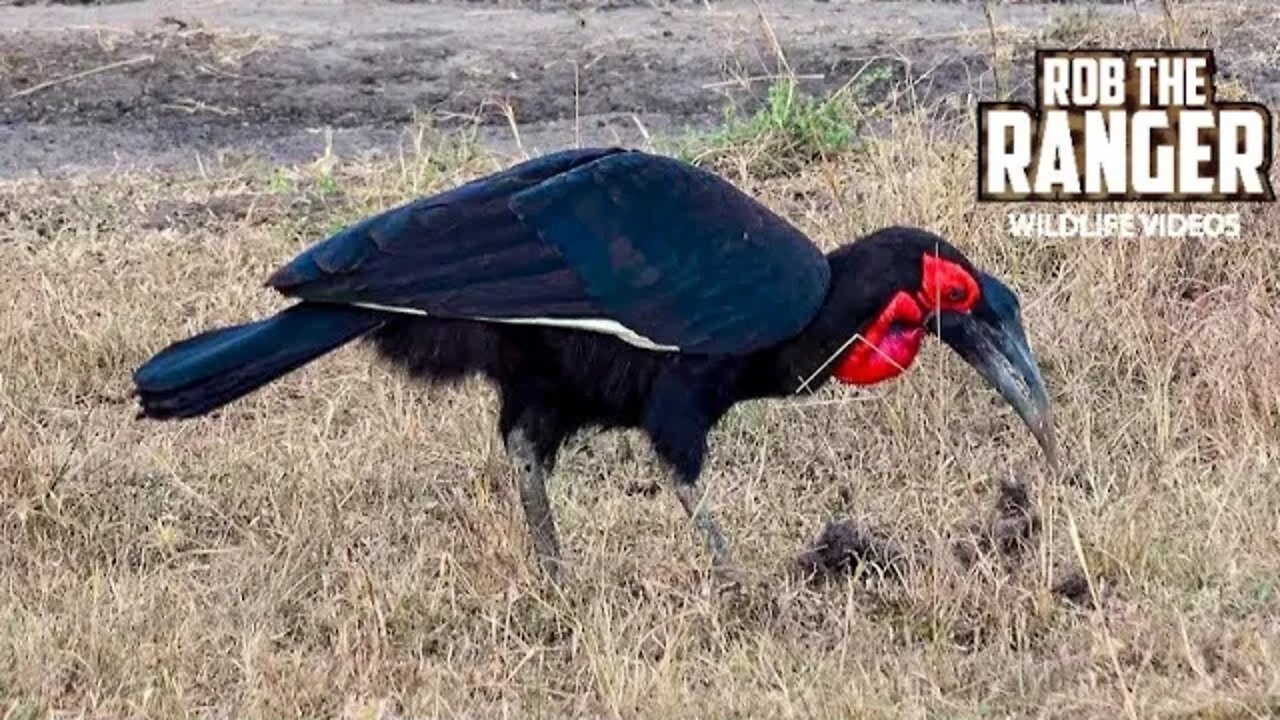 Ground Hornbill At A Hyena Den | Maasai Mara Safari | Zebra Plains