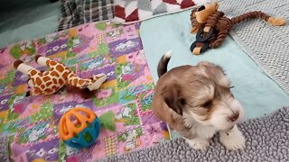 K Litter - Morning Fun Time(2)