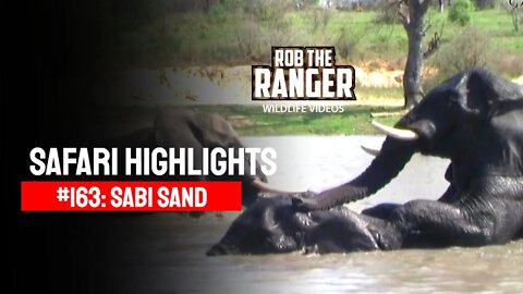 Safari Highlights #163: 18 - 21 Sep 2012 | Sabi Sand Nature Reserve | Latest Wildlife Sightings