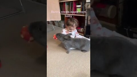 Baby Playing With Rabbit🏊‍♀️🏊‍♀️🏊‍♀️🐇🐇🐇🐇