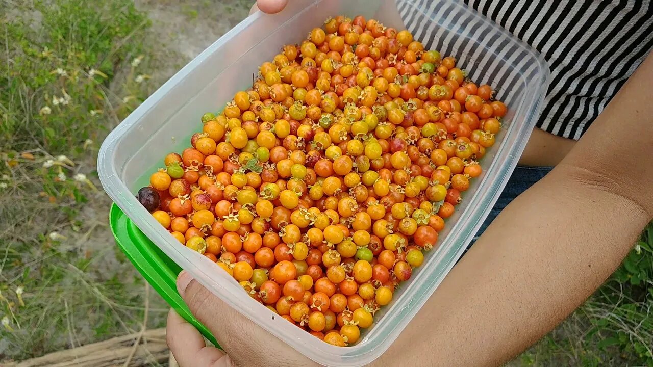 Você conhece essa fruta do Nordeste? #Bahia