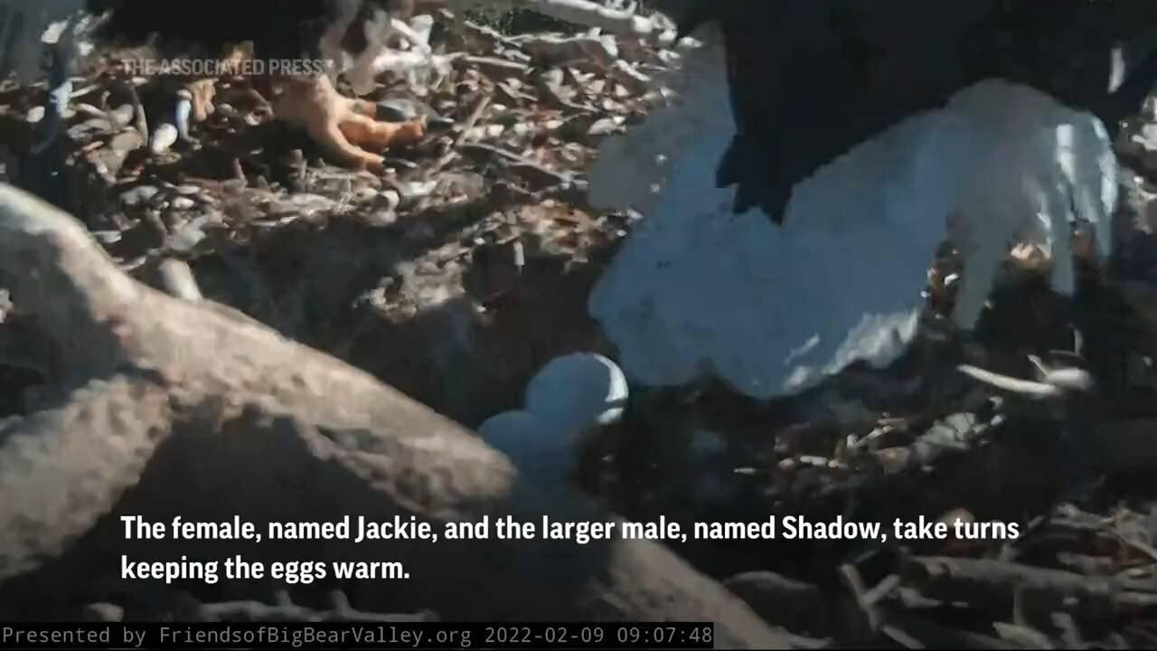 A pair of bald eagles tend their nest near Big Bear Lake.