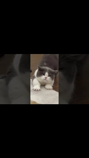 Cat Lovers Funny #10