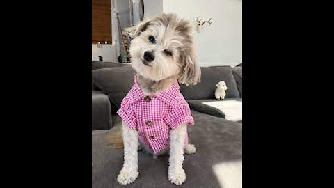 Funny stylish dog