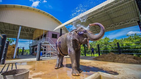 Two Months In Thailand with Elephants (Cinematic Journal)