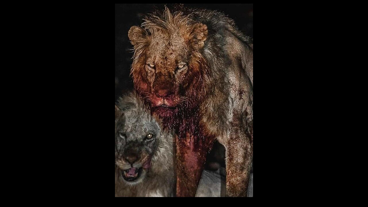Win or Die ( Full Episode ) Animal kingdom