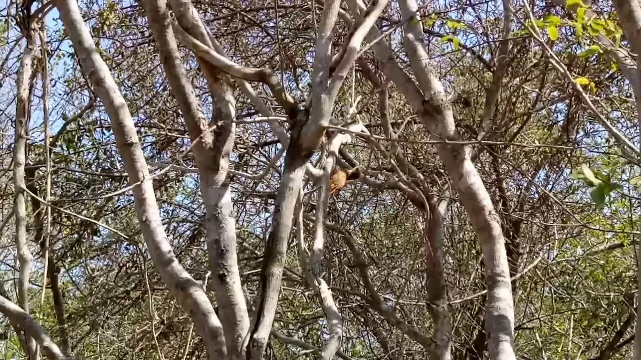 Na natureza selvagem. Pica Pau da Caatinga em Porto da Folh/SE. Em 04/01/2020.