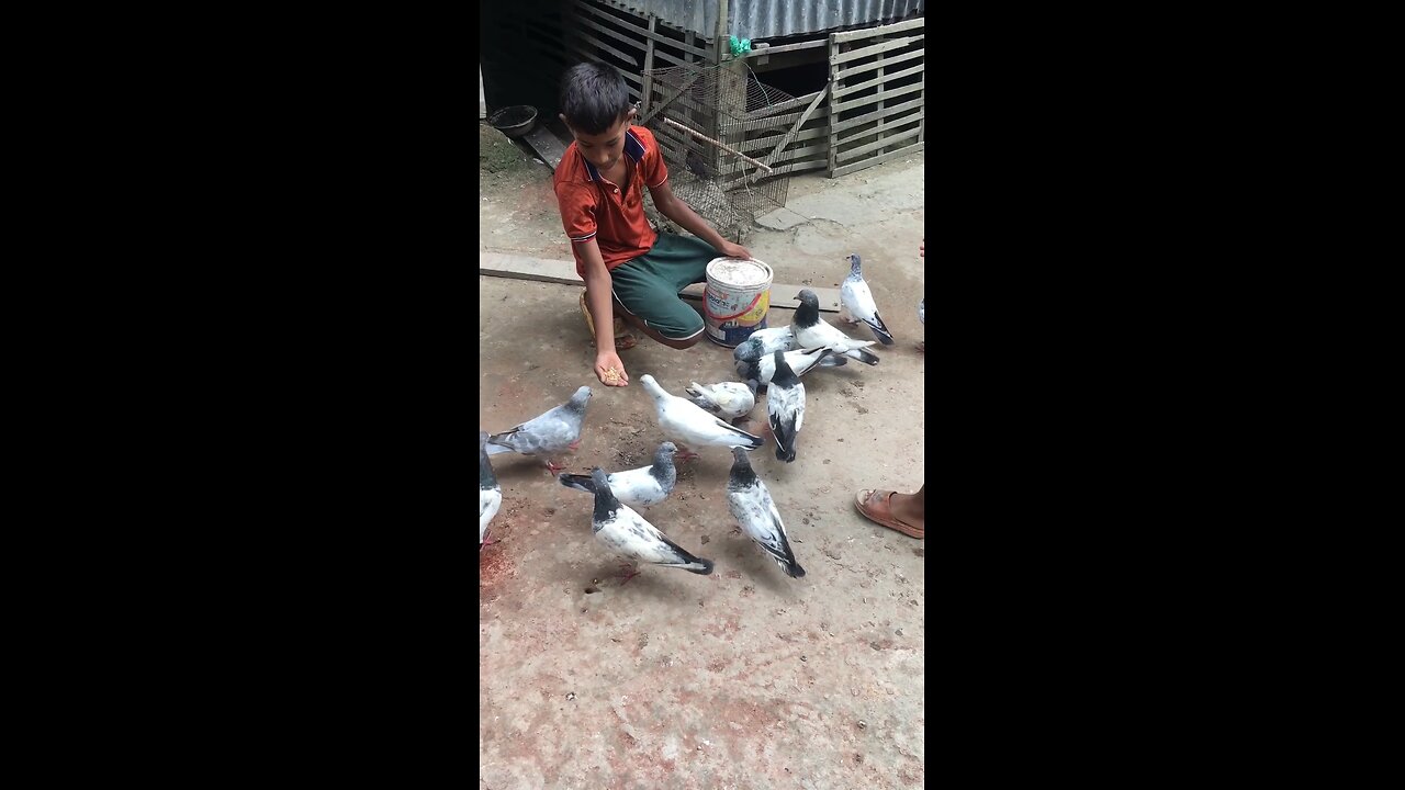 Pigeon lover