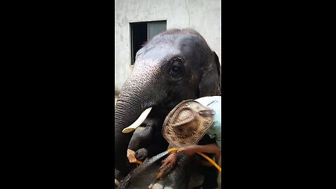 A Good Cooling Bath For The Mighty Elephants Due To Extreme Hot Weather!