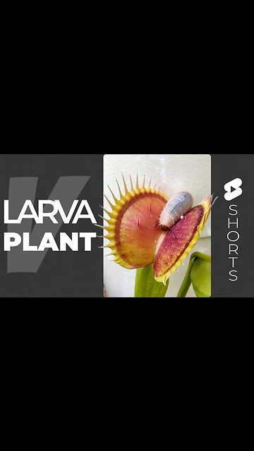 Venus Flytrap Eats Beetle Larvae #short