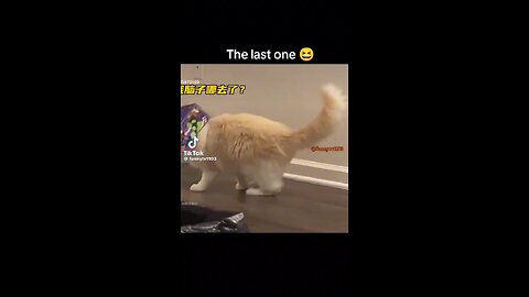 cat funny video