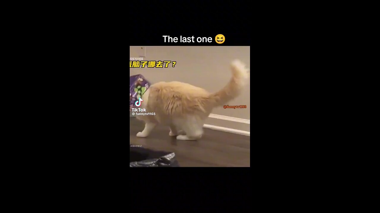 cat funny video