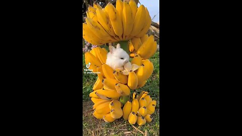 Cute rabbit 🐇 eating 🍉