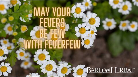 The Health Benefits of Feverfew