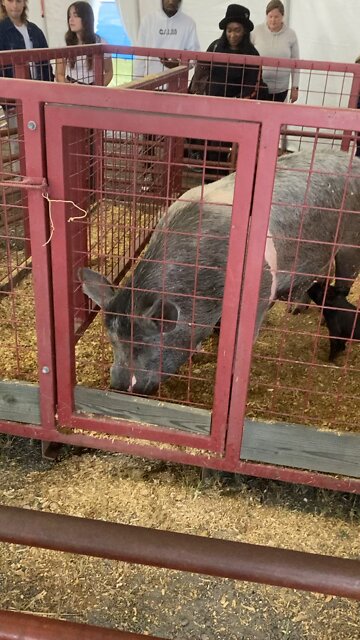 Virginia State Fair Pig 🐖