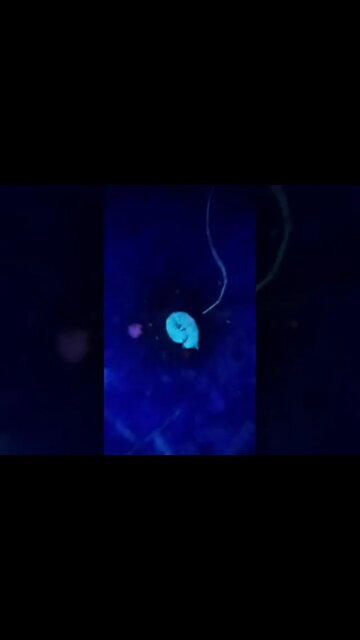 Black Light Trick to finding hornworms destroying your plants