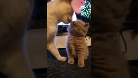 cute cat videos 😹 funny videos 😂