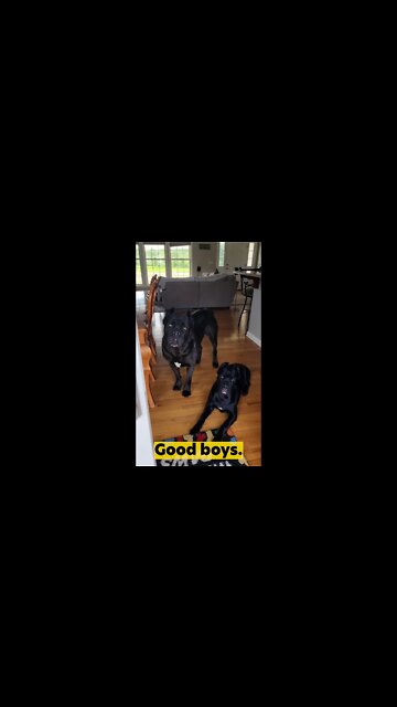 WAIT Command For Guard Dogs Cane Corso #shorts