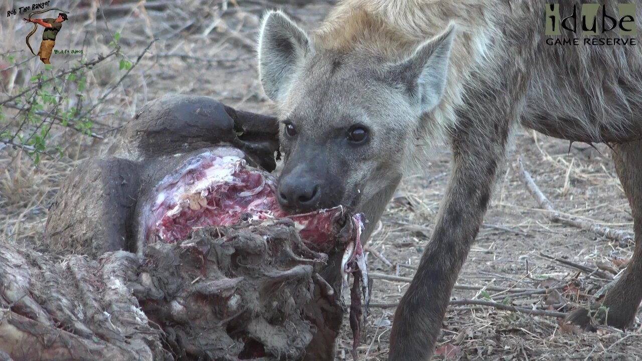 Hyena Feeding On Drought Victim