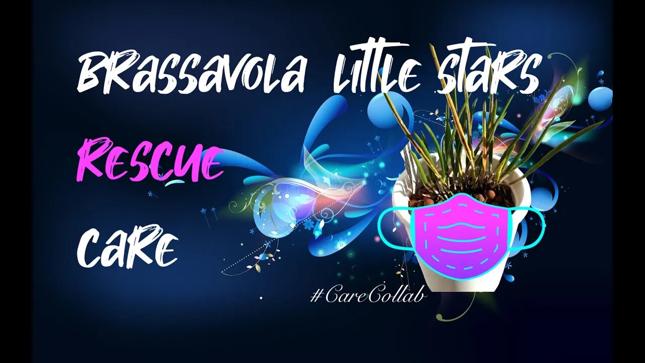 HOW I CARE FOR A RESCUE BRASSAVOLA LITTLE STARS | LECA & SELF WATERING #CareCollab