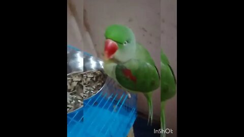 Lovely Parrot ##