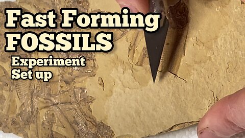 Fast Forming Fossils - The Set Up