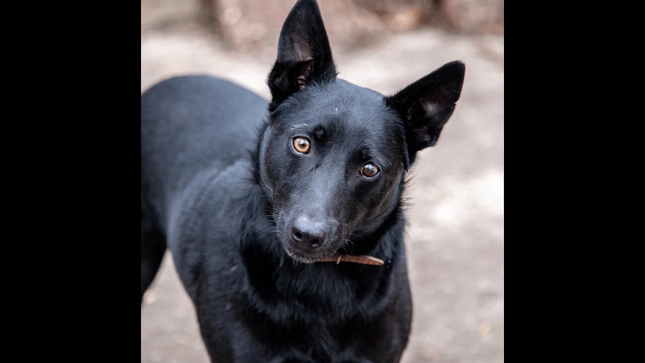 The Elegance of a Black Beauty: A Stunning Dog's Journey