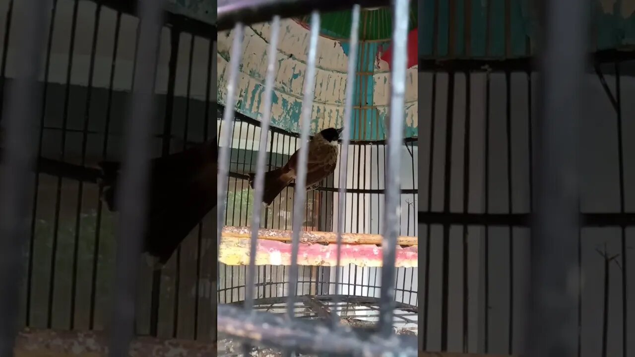 burung cangkurileng