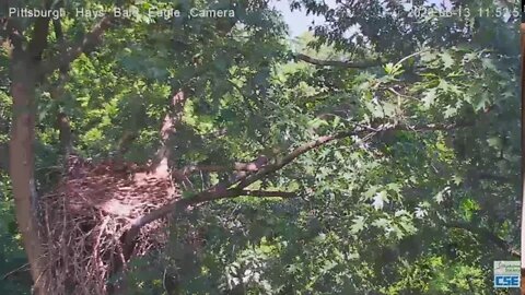 Hays Eagles H12 nice flyoff from the nest 2020 06 13 1152am