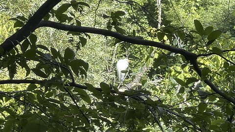 White Egret one of three