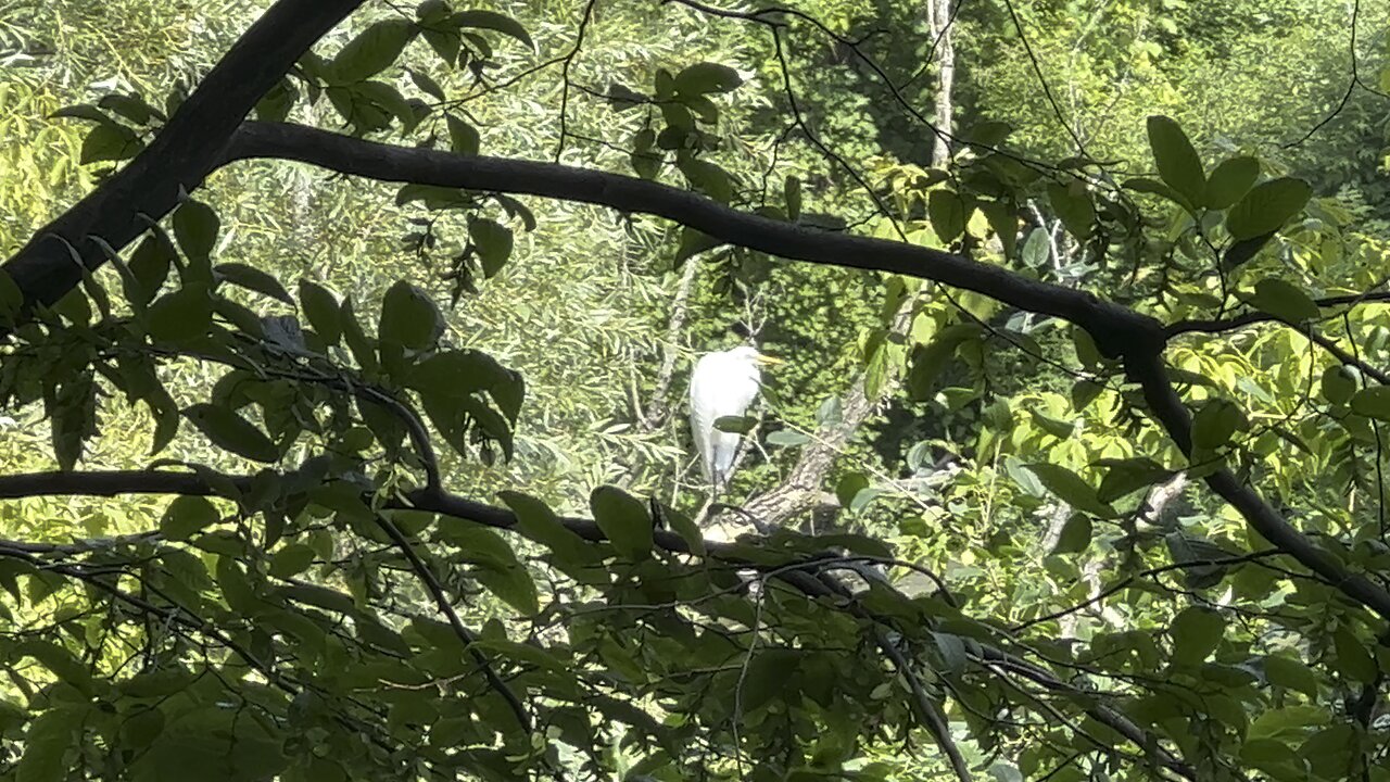 White Egret one of three