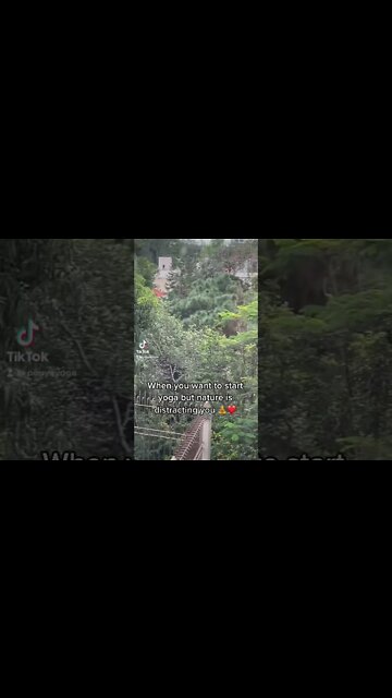 Yoga Distraction. 😂