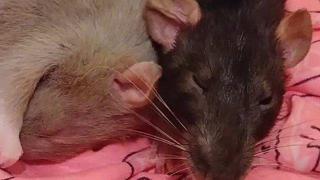 Sleepy pet rat ignores owner until she says the magic word