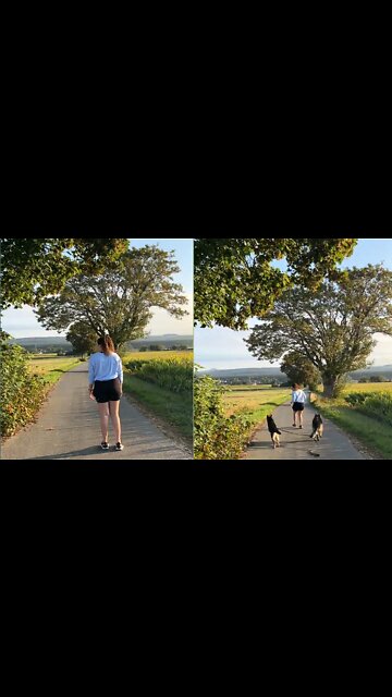 Dogs walking | in the street with a girl | #pets #dog #Entertainment