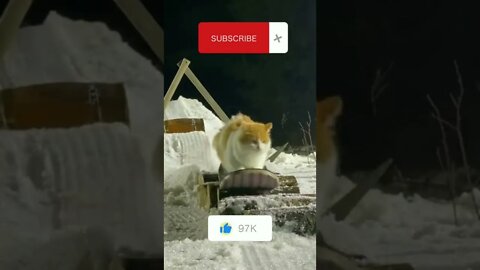 Winter Cat | Cute Cat