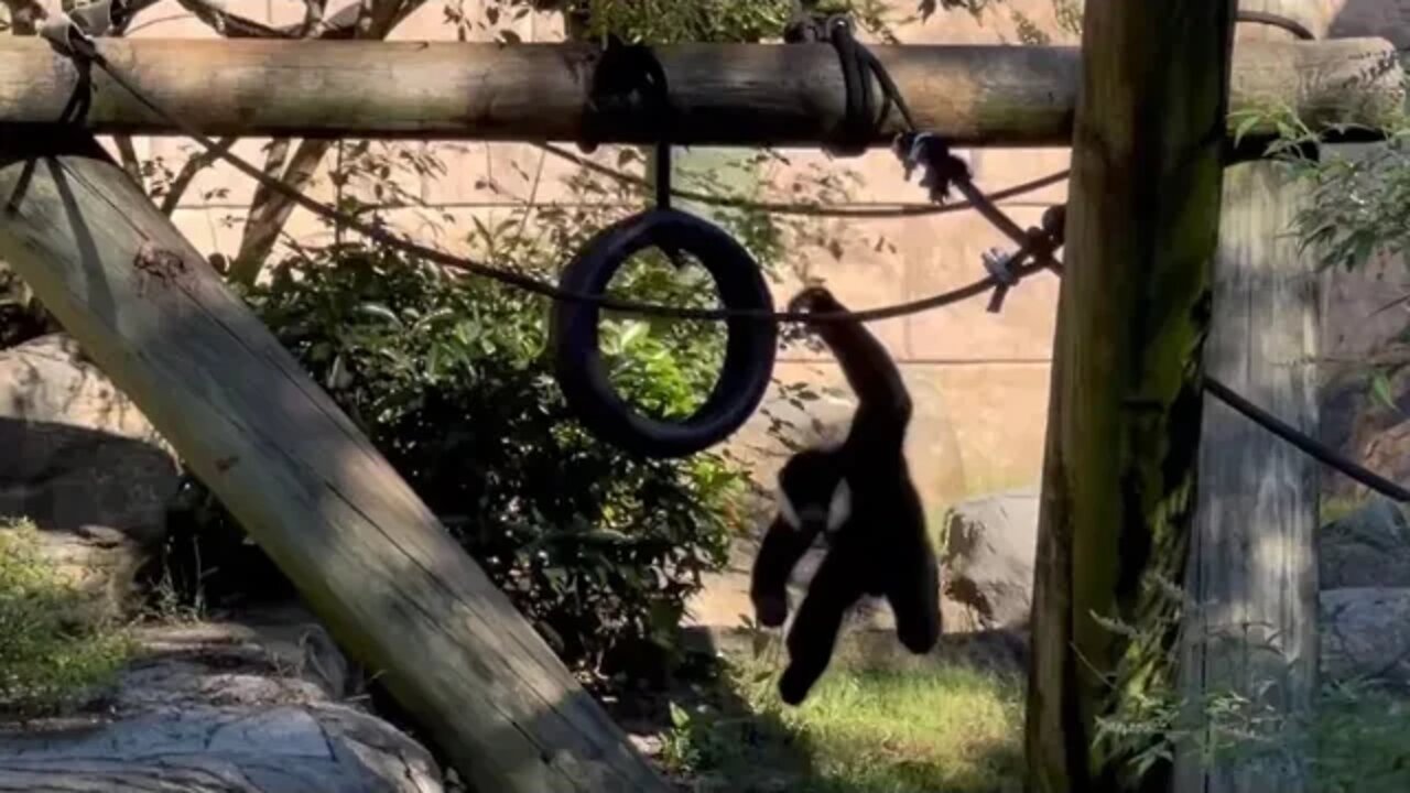 White-cheeked gibbon showing acrobatic skills in Memphis Zoo