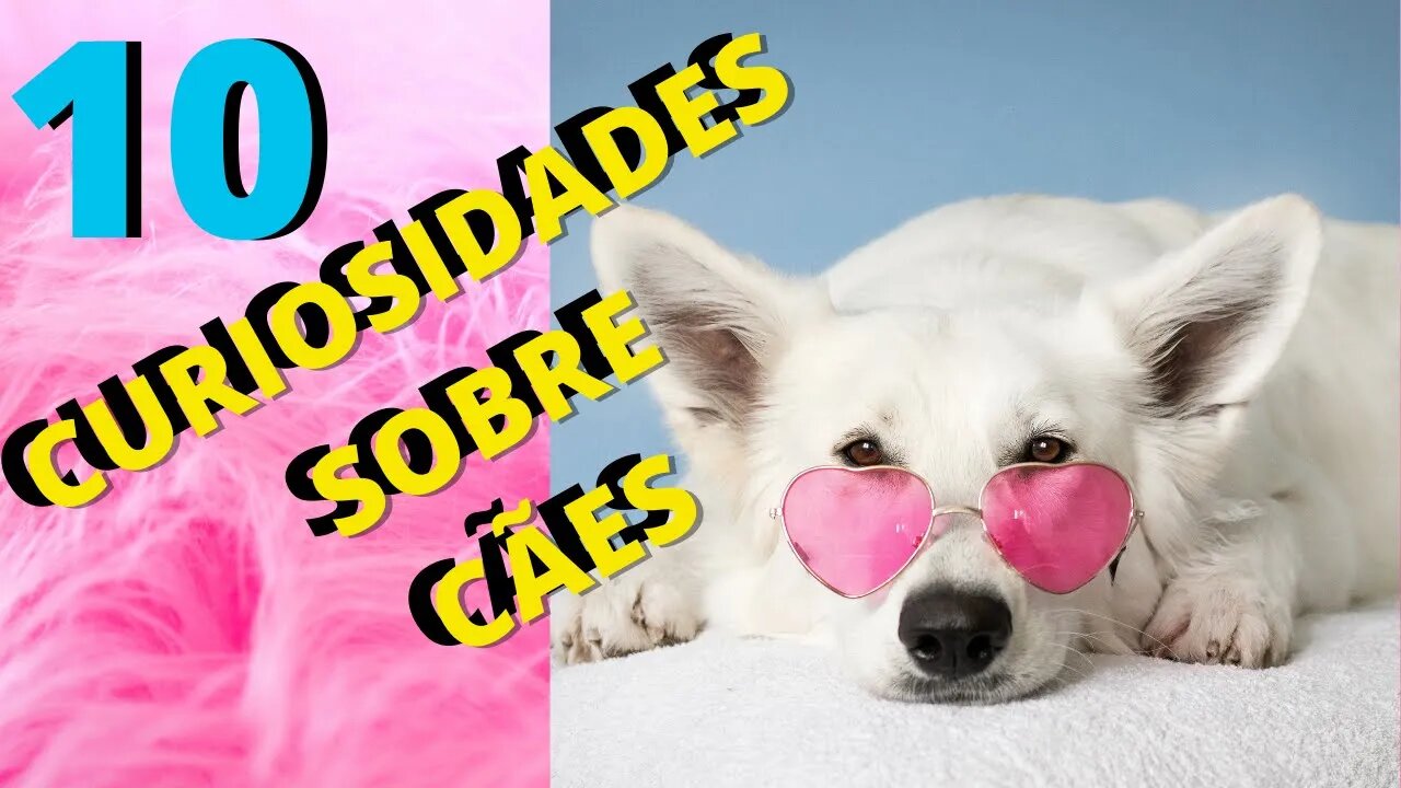 SOBRE OS CÃES 10 FATOS E CURIOSIDADES DOS PETS MAIS AMADOS NO MUNDO