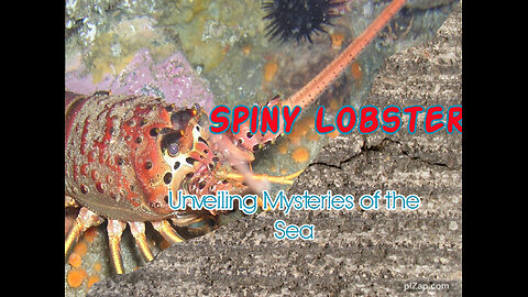 Spiny Lobster: Unveiling Mysteries of the Sea