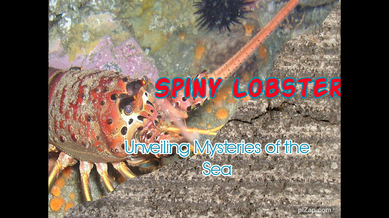 Spiny Lobster: Unveiling Mysteries of the Sea