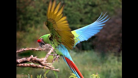 macaw military fowls parrot macaw green Cancun