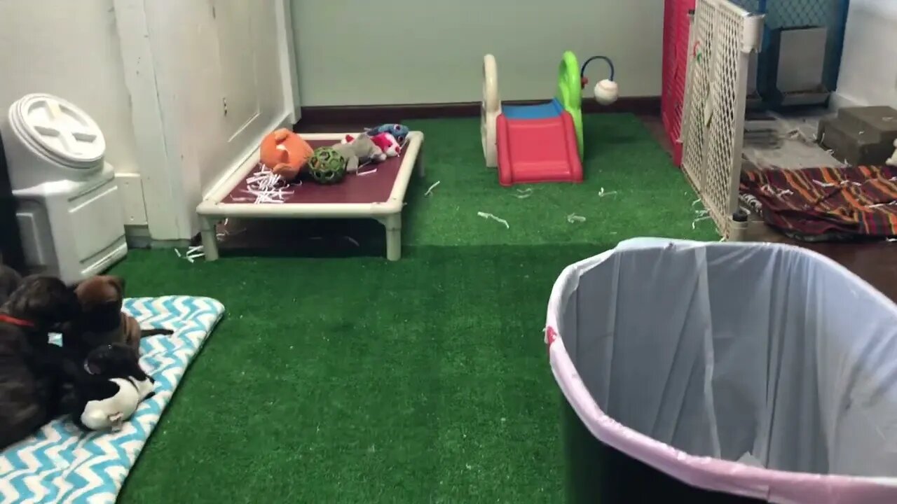 Puppies helping with office work