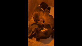 6 Week old Cane Corso puppies