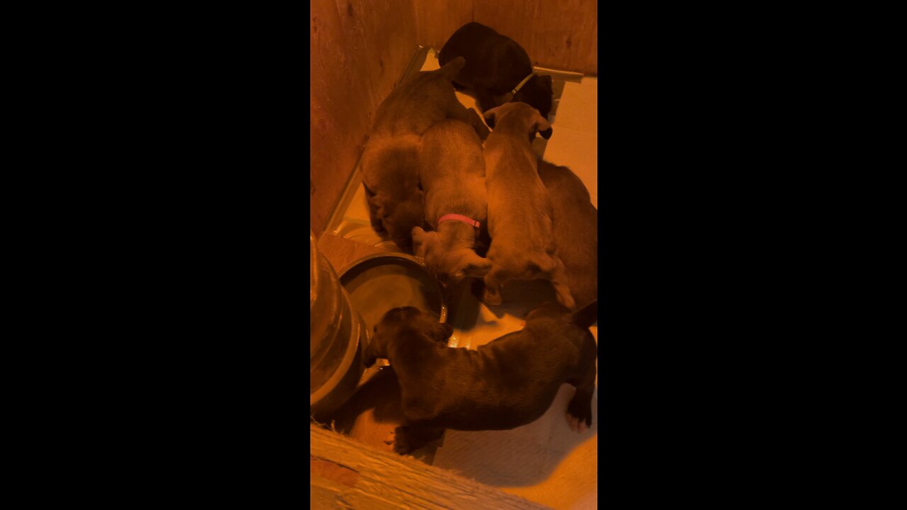 6 Week old Cane Corso puppies
