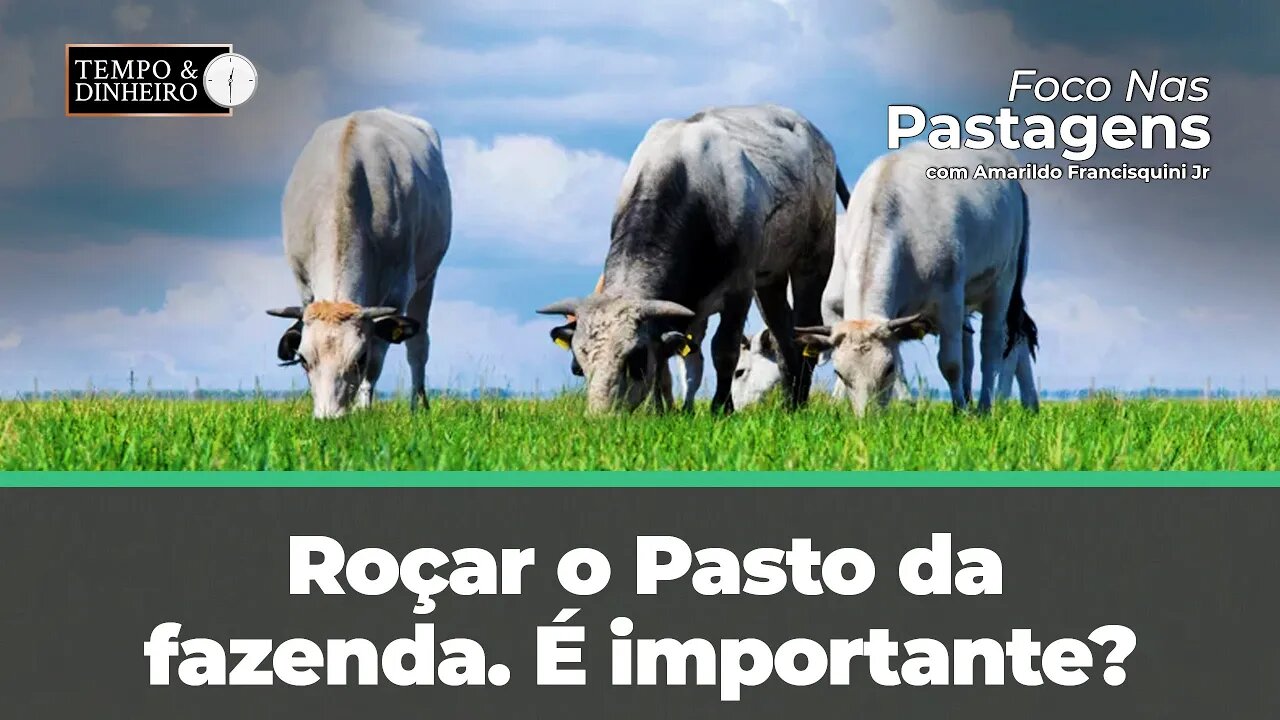 Roçar o pasto da fazenda. É importante? Acompanhe com Foco nas Pastagens