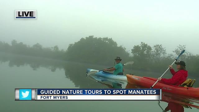 Guided Kayak Nature Tours help spot manatees in Southwest Florida - 7am live report