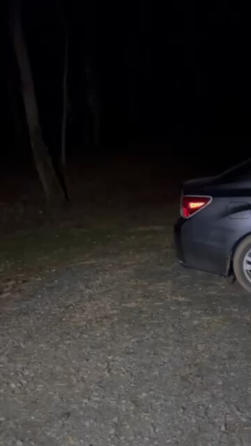 Strange Sounds coming from the woods