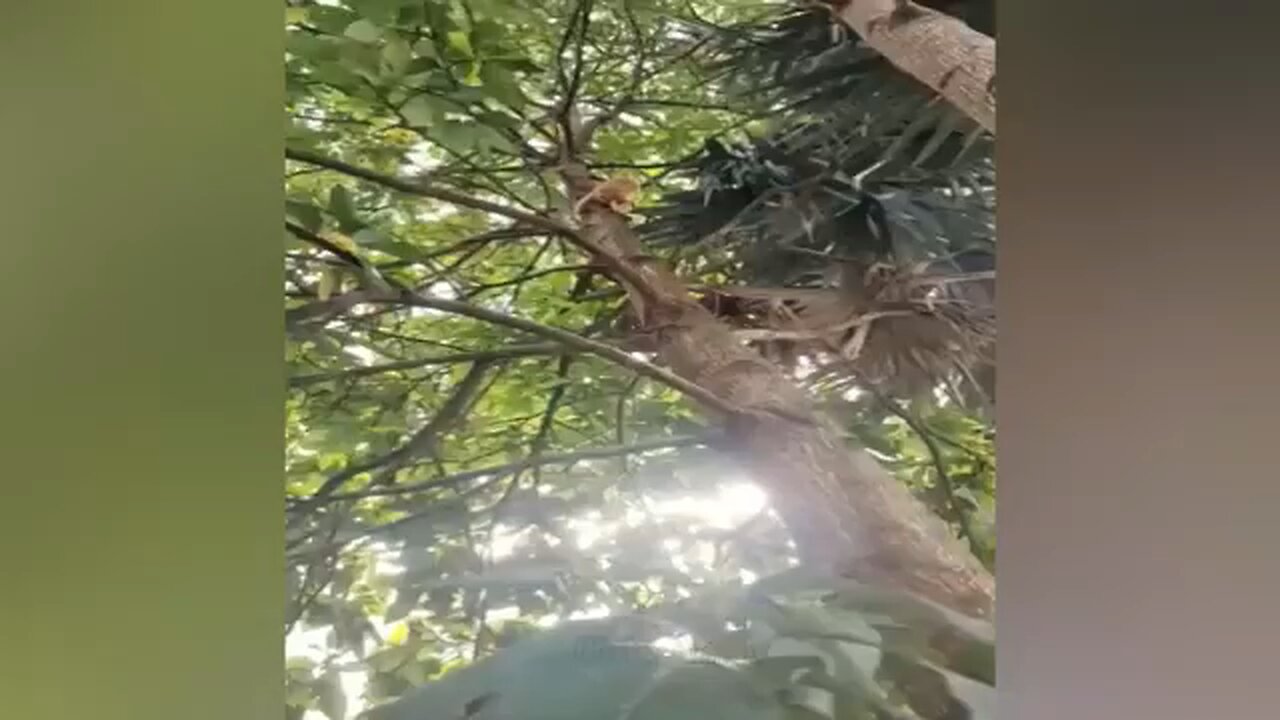 New Funny videos