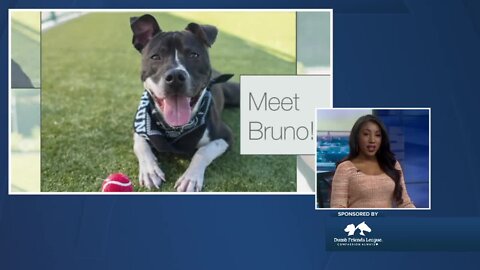 Denver Dumb Friends League Meet Bruno