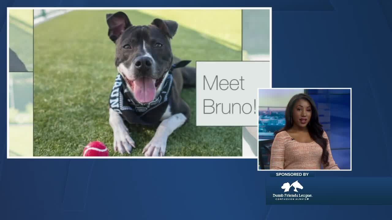 Denver Dumb Friends League Meet Bruno